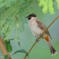 Sooty-headed Bulbul-220305-141MSDCF-FRY09417-W.jpg