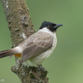 Sooty-headed Bulbul-221231-161MSDCF-FYP08711-W.jpg