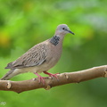 Spotted Dove-220107-135MSDCF-FRY06131-W.jpg