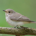 Spotted Flycatcher-211017-123MSDCF-FRY09436-W.jpg