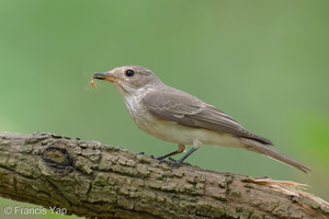 Spotted Flycatcher-211018-124MSDCF-FRY01540-W.jpg