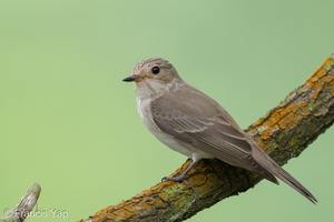 Spotted Flycatcher-211018-124MSDCF-FRY02168-W.jpg