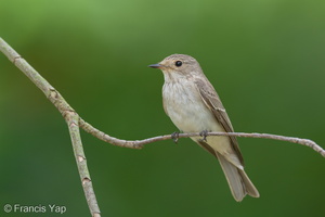 Spotted Flycatcher-211018-124MSDCF-FRY02438-W.jpg