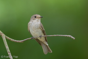 Spotted Flycatcher-211018-124MSDCF-FRY02767-W.jpg