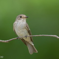 Spotted Flycatcher-211018-124MSDCF-FRY02767-W.jpg