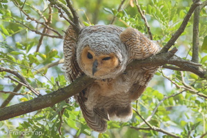 Spotted Wood Owl-150301-102EOS7D-FY7D0037-W.jpg