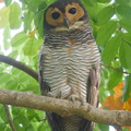 Spotted Wood Owl-190805-119ND500-FYP_0753-W.jpg
