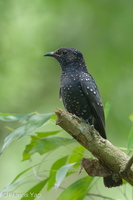 Square-tailed Drongo-Cuckoo-131006-110EOS1D-FY1X5129-W.jpg