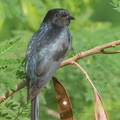 Square-tailed Drongo-Cuckoo-150115-120EOS1D-FY1X0663-W.jpg