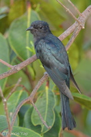 Square-tailed Drongo-Cuckoo-160706-101EOS1D-F1X29004-W.jpg