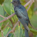 Square-tailed Drongo-Cuckoo-160706-101EOS1D-F1X29004-W.jpg