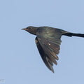 Square-tailed Drongo-Cuckoo-160722-102EOS1D-F1X22072-W.jpg