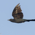 Square-tailed Drongo-Cuckoo-160722-102EOS1D-F1X22074-W.jpg