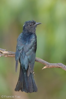 Square-tailed Drongo-Cuckoo-160728-102EOS1D-F1X25563-W.jpg