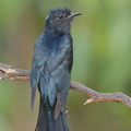 Square-tailed Drongo-Cuckoo-160728-102EOS1D-F1X25563-W.jpg