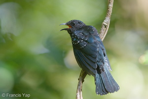Square-tailed Drongo-Cuckoo-180630-110ND500-FYP_1665-W.jpg