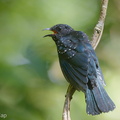 Square-tailed Drongo-Cuckoo-180630-110ND500-FYP_1665-W.jpg