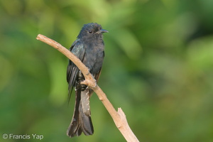 Square-tailed Drongo-Cuckoo-200821-116MSDCF-FYP04497-W.jpg
