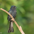 Square-tailed Drongo-Cuckoo-200821-116MSDCF-FYP04497-W.jpg