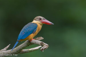 Stork-billed Kingfisher-200928-101CANON-FY5R8525-W.jpg