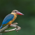 Stork-billed Kingfisher-200928-101CANON-FY5R8525-W.jpg