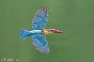 Stork-billed Kingfisher-230205-166MSDCF-FYP01428-W.jpg
