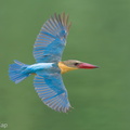 Stork-billed Kingfisher-230205-166MSDCF-FYP01428-W.jpg