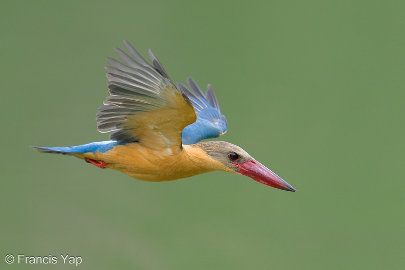 Stork-billed_Kingfisher-240312-219MSDCF-FYP00660-W.jpg