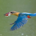 Stork-billed Kingfisher-240318-219MSDCF-FYP05908-W.jpg