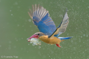 Stork-billed Kingfisher-240326-220MSDCF-FYP04714-W.jpg