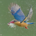 Stork-billed Kingfisher-240326-220MSDCF-FYP04714-W.jpg