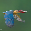 Stork-billed Kingfisher-240326-220MSDCF-FYP04881-W.jpg