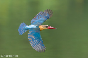 Stork-billed Kingfisher-240527-230MSDCF-FYP06056-W.jpg