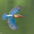 Stork-billed Kingfisher-240527-230MSDCF-FYP06056-W.jpg