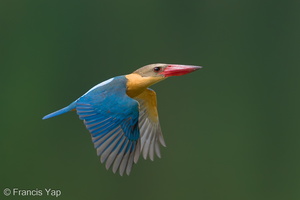 Stork-billed Kingfisher-240527-230MSDCF-FYP06482-W.jpg