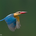 Stork-billed Kingfisher-240527-230MSDCF-FYP06482-W.jpg