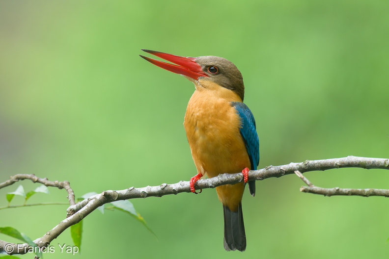 Stork-billed_Kingfisher-250120-255MSDCF-FYP00640-W.jpg