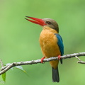 Stork-billed Kingfisher-250120-255MSDCF-FYP00640-W.jpg