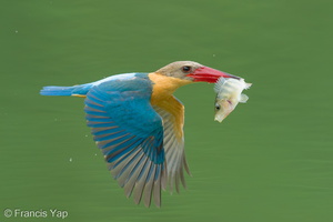 Stork-billed Kingfisher-250422-105FRYAP-FYA02753-W.jpg