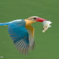 Stork-billed Kingfisher-250422-105FRYAP-FYA02753-W.jpg