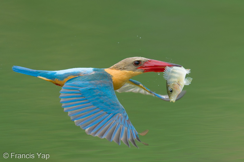 Stork-billed_Kingfisher-250422-105FRYAP-FYA02764-W.jpg