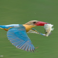 Stork-billed Kingfisher-250422-105FRYAP-FYA02764-W.jpg