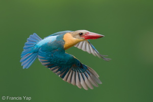 Stork-billed Kingfisher-250610-110FRYAP-FYA02579-W.jpg