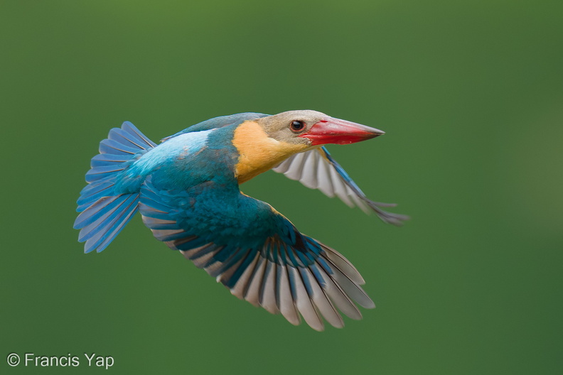 Stork-billed_Kingfisher-250610-110FRYAP-FYA02579-W.jpg