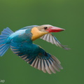 Stork-billed Kingfisher-250610-110FRYAP-FYA02579-W.jpg