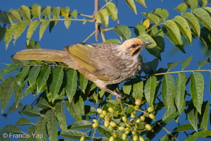 Straw-headed Bulbul-180322-108ND500-FYP_6165-W.jpg