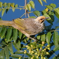 Straw-headed Bulbul-180322-108ND500-FYP_6165-W.jpg