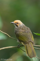 Straw-headed Bulbul-180424-116EOS1D-F1X23899-W.jpg