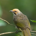 Straw-headed Bulbul-180424-116EOS1D-F1X23899-W.jpg