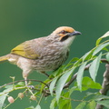 Straw-headed Bulbul-191207-107MSDCF-FYP01045-W.jpg